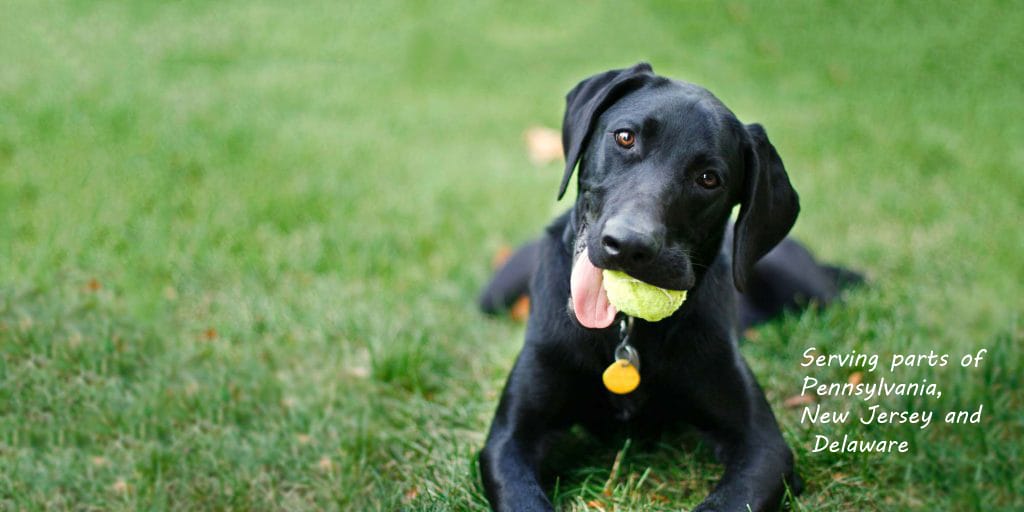 Cute labrador in a field.